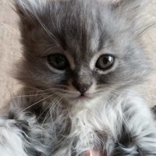 子猫の里親になって下さい