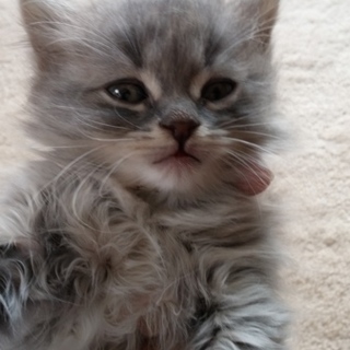 子猫の里親になって下さい