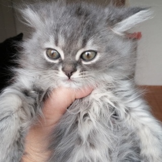 子猫の里親になって下さい