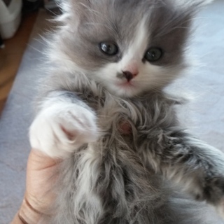 子猫の里親になって下さい