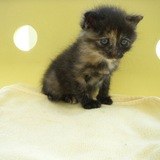 子猫の里親募集（家族として大切にして頂ける方）