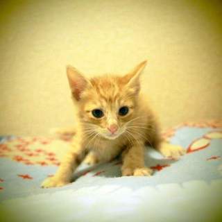 4兄弟で遺棄・ナシ丸くん