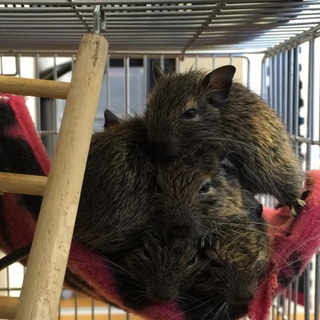 【交渉中一時応募停止】デグー5匹産まれました