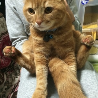 まん丸お目目のアメリカンカールの男の子