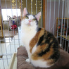 元繁殖業者　多頭飼育崩壊　スコティッシュフォールド サムネイル3