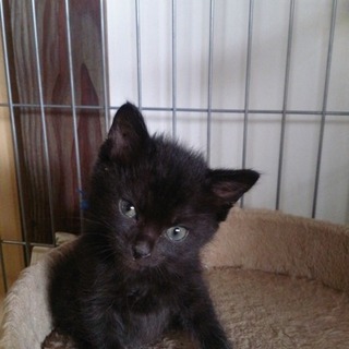 ☆おなかぷくぷく　まっ黒子猫　あおばくん☆