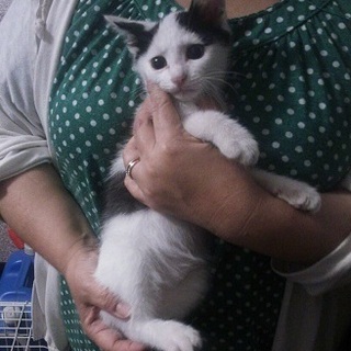 ☆白黒こねこ　男の子　りょうくん☆