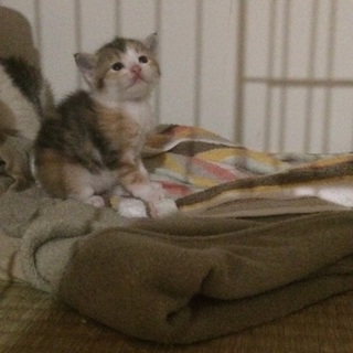 みたらし（仮名）の里親様募集