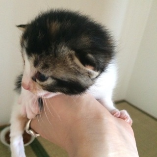 あんこ（仮名）の里親様募集