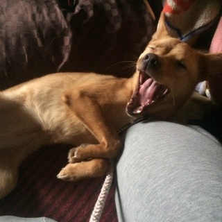 一才ちょっとの雑種です。