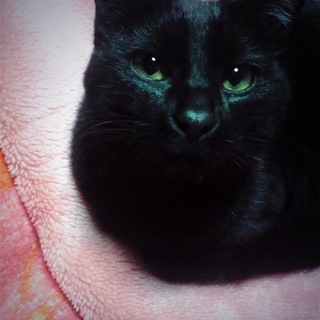 黒猫オス生後１年　人懐っこいです