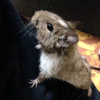 デグー♂里親募集