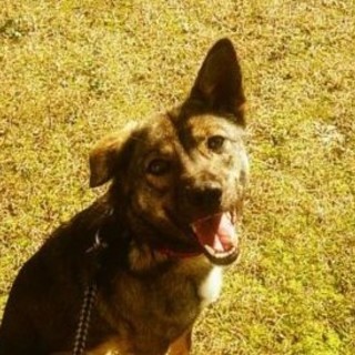 急募　人も犬も大好きな男の子