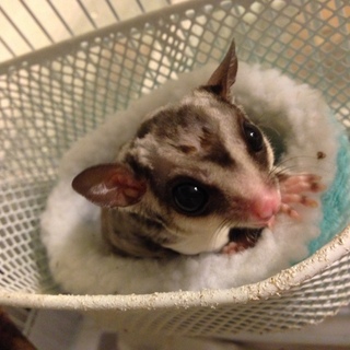 フクロモモンガ♂　沢山の申出ありがとうございました