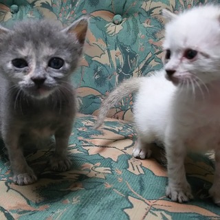 捨てられた子猫‼優しい家族決定しました‼