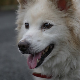 フワフワ毛並みのベビーフェイスモコちゃん
