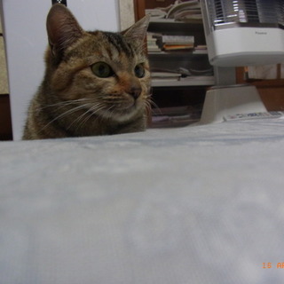 小ぶりで甘えん坊の雌猫、避妊済みです。