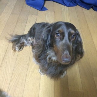 チョコ【M.ダックス 4才（去勢済）】