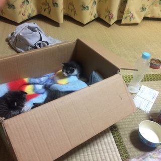 無事里親の方が見つかりました