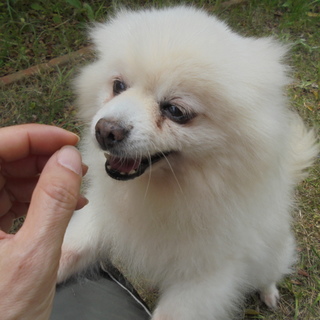 クリームポメの吹雪の幸せを探しています