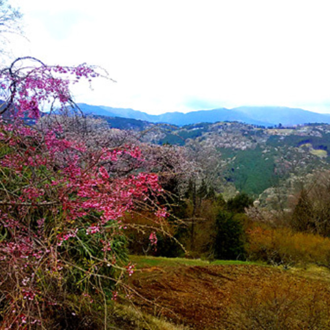 アーバンギアのカバー写真