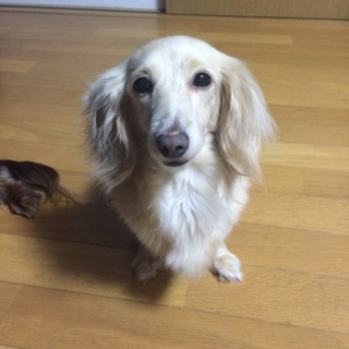 モカ【M.ダックス 3才 避妊未】