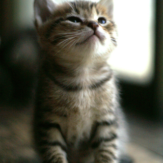 ヒョウ柄？綺麗なお顔の猫の里親さん募集！