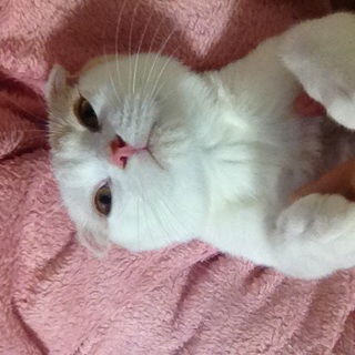 スコティッシュ オス（3歳去勢済）