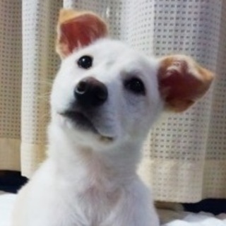 雑種♀5ヵ月齢のモナ♡ご家族さま募集中！