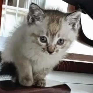 「みかん君」男の子☆１ヶ月くらい（一時停止）