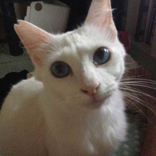 １０匹の猫ちゃんを助けてください‼