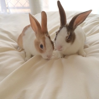 子ウサギ2羽のママを探しています。地域、埼玉限定】