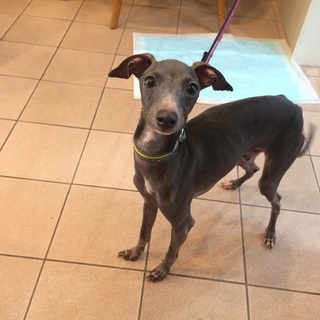 イタリアン グレーハウンド 中型犬 犬の里親募集情報 ペットのおうち 月間利用者150万人