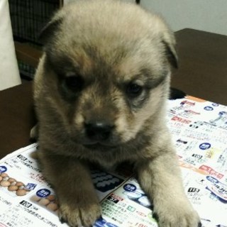 ５兄弟の１匹・かわいい男の子