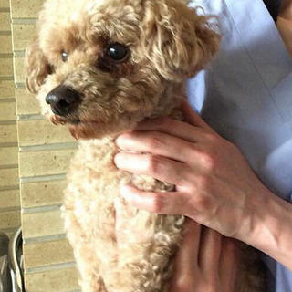 元気いっぱい！トイプーのQちゃん♂