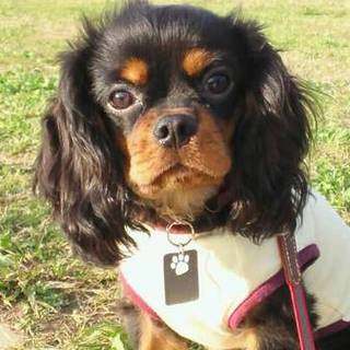 とても人が大好きな子です