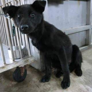 この子の命を救ってください。