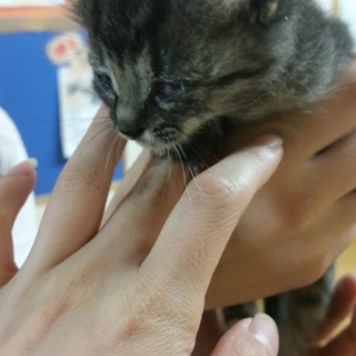 元気なキジトラの女の子（写真は随時更新します！）