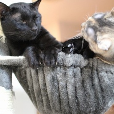 ハンモックは皆の取り合いになる場所