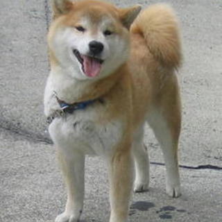 柴くん癒し系性格