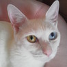 オッドアイの女の子♀2014年5月25日生・白猫 サムネイル2