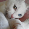 オッドアイの男の子♂2015年1月23日生・白猫 サムネイル2
