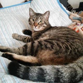 豆太郎です。宜しくお願い致します。