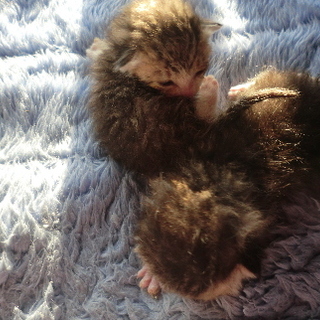 拾った子猫兄妹別々に募集するために停止します。