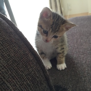 生後1ヶ月前後の子猫