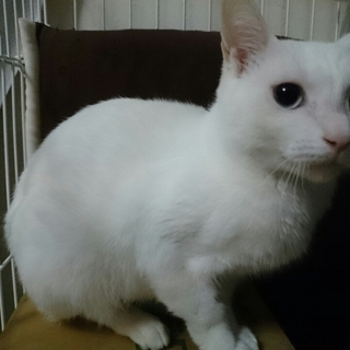 【交渉中】幸せをもたらすオッドアイの女の子里親募集