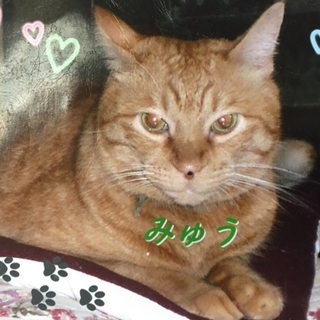 みゅうくんをたすけてください！