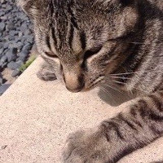 だいちゃん  オス   8ヶ月