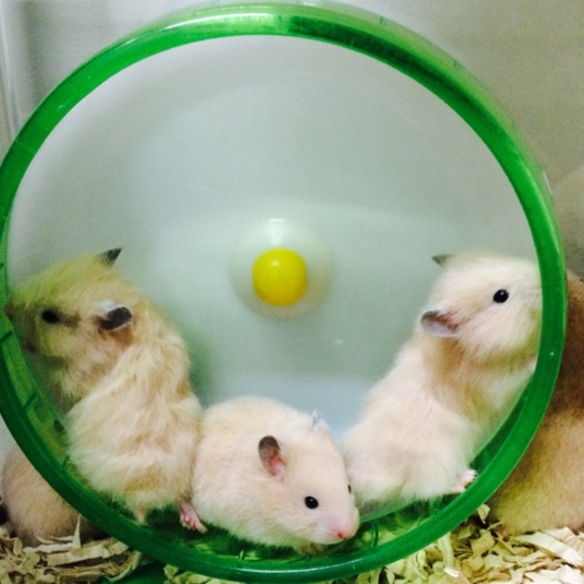 サクラ39のカバー写真