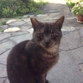 れんちゃん  オス  2歳